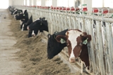 Пензенская область – лидер ПФО по приросту надоя молока на корову в сельхозорганизациях