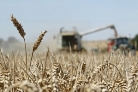 В 2015 году в Пензенской области планируется произвести около 1420 тысяч тонн зерна