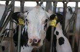 «Русмолко» ввела в эксплуатацию вторую очередь нового молочного комплекса на 5200 голов дойного стада в Пензенской области