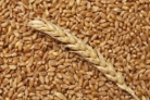 Муниципальное унитарное предприятие «Агентство по развитию предпринимательства Наровчатского района» принимает заявки на приобретение зерна
