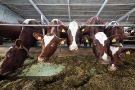Делегация Пензенского региона изучит опыт молочного и мясного скотоводства Калужской и Липецкой областей