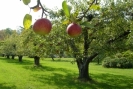 В Пензенской области начались агротехнические работы по восстановлению и оздоровлению плодовых садов