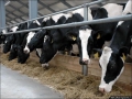 В сельскохозяйственных предприятиях Бековского района идет подготовка к зимнестойловому содержанию скота