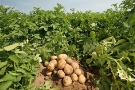 В Пензенской области собрано более 500 тыс. тонн картофеля