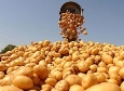 В Пензенской области будет создано предприятие по производству картофеля мощностью 40 тыс. тонн продукции в год
