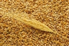 Агентство по развитию предпринимательство Наровчатского района принимает заявки на приобретение фуражного и продовольственного зерна.