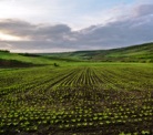 Границы земельных участков могут начать согласовывать с муниципалитетами  