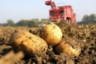 Пензенские картофелеводы обсудят вопросы развития отрасли на полевом мероприятии «Картофельный Спас»